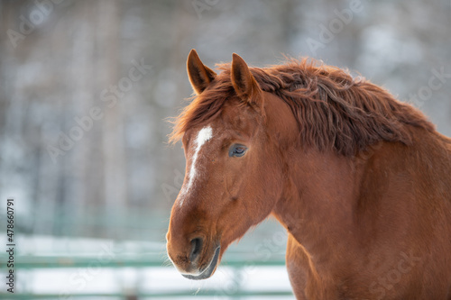 A closeup of a chestnut brown adult horse with a red color mane  large white spot on its head  and dark eyes. The domestic animal is not wearing a bridle. There is a red barn in the background.
