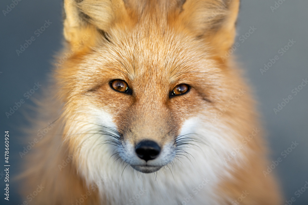 A close up of a wild young red fox's head staring forward with piercing eyes. The animal has pointy ears, a black muzzle, a fluffy red fur cat, and a cute look on its face. The background is blue.  