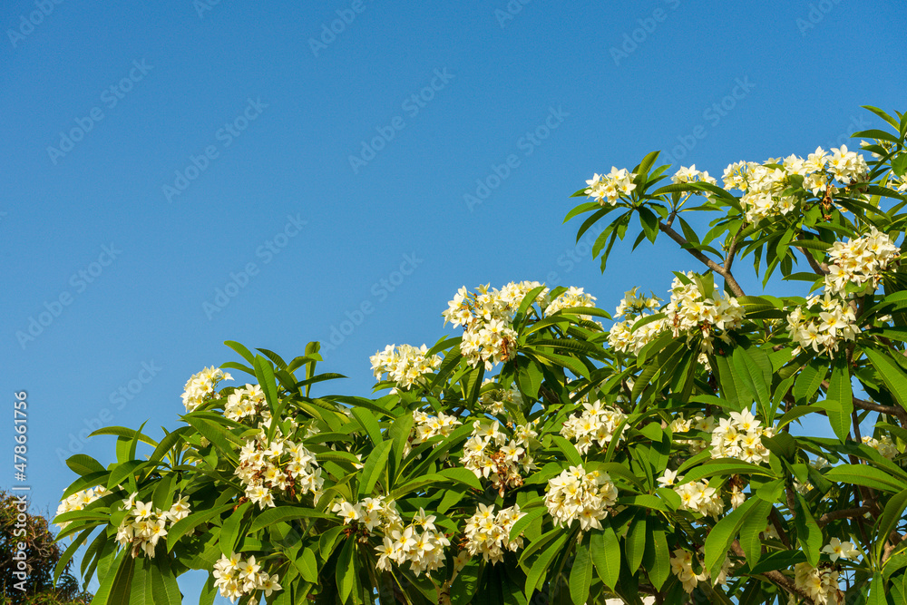Fototapeta premium Flores Brancas com Amarelo