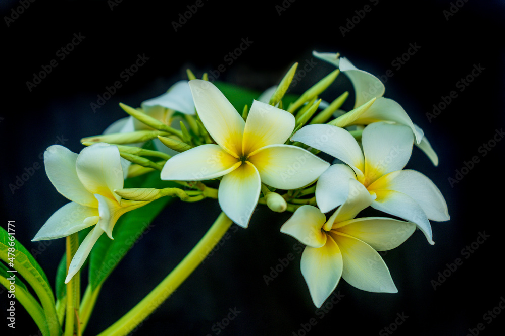 Fototapeta premium Flores Brancas com Amarelo