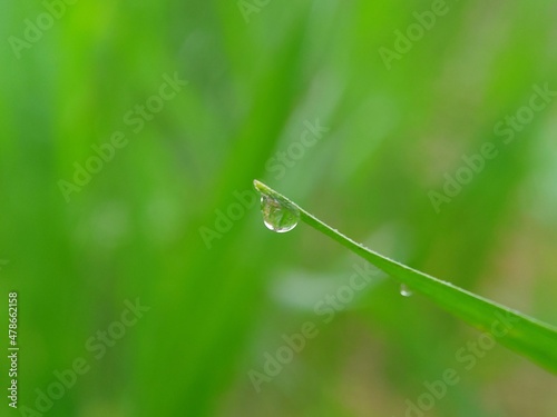water dew drop on green grass with soft green background