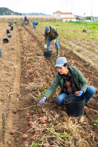 Focused asian female gardener harvesting organic potatoes on a farm plantation