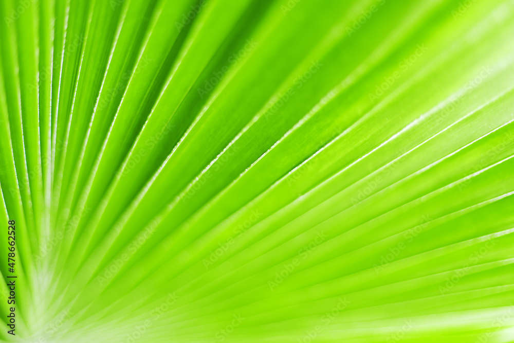 Green palm tree leaf closeup art background, tropical leaves texture, abstract natural blur backdrop, plant foliage botanical pattern, spring summer nature decoration, ecology design, organic concept Green palm tree leaf closeup art background, tropical leaves texture, abstract natural blur backdrop, plant foliage botanical pattern, spring summer nature decoration, ecology design, organic concept