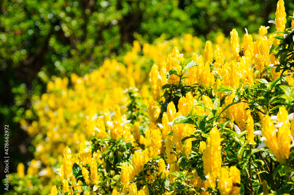 Obraz premium The beautiful yellow Pachystachys lutea or golden candles plant at a botanical garden.