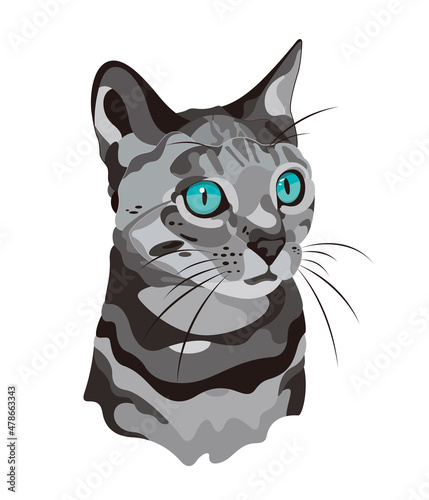 目が青い猫、グレーと黒のシマシマ模様のイラスト素材
