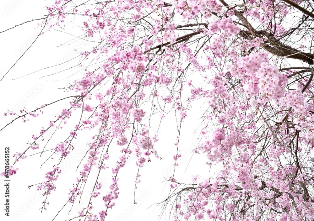 日本の庭の美しい枝垂れ桜、しだれ桜のクローズアップ、桜の花