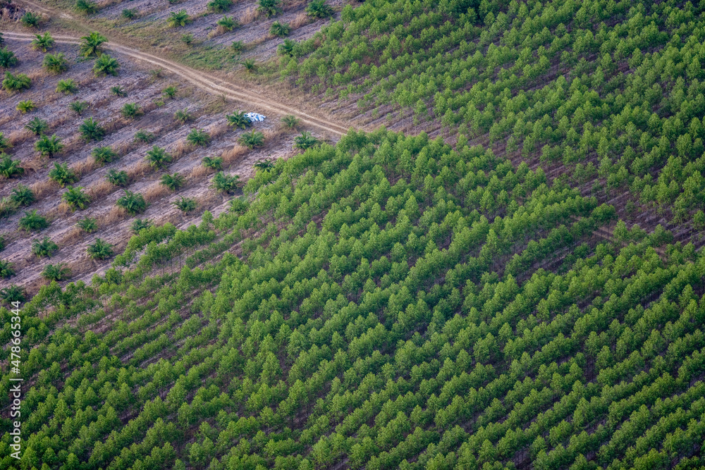 Plantation Agriculture in Thailand Plantation Agriculture in Thailand