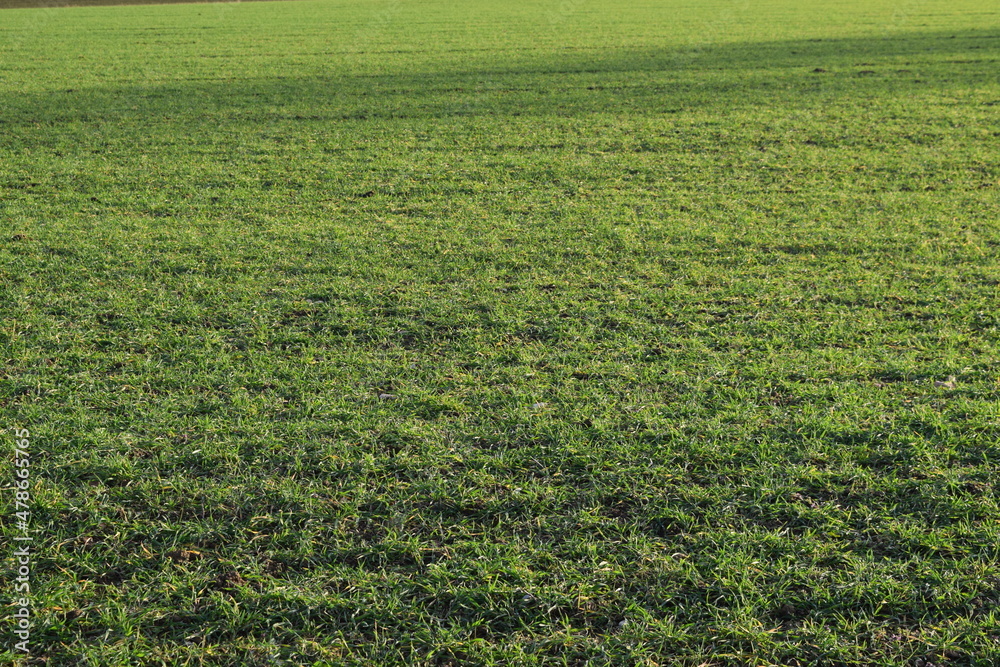 Grass close up field