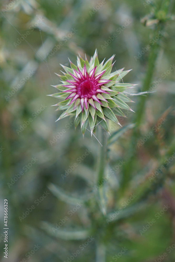 Single scotch thistle flower bud with cobweb. Green with pink centre.