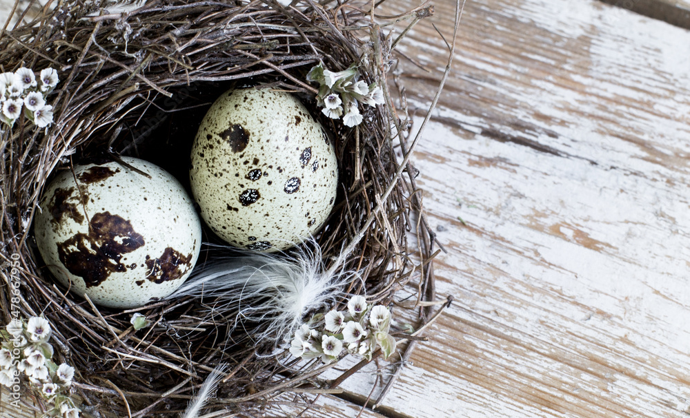 Obraz premium Quail eggs in a bird's nest on a wooden background.