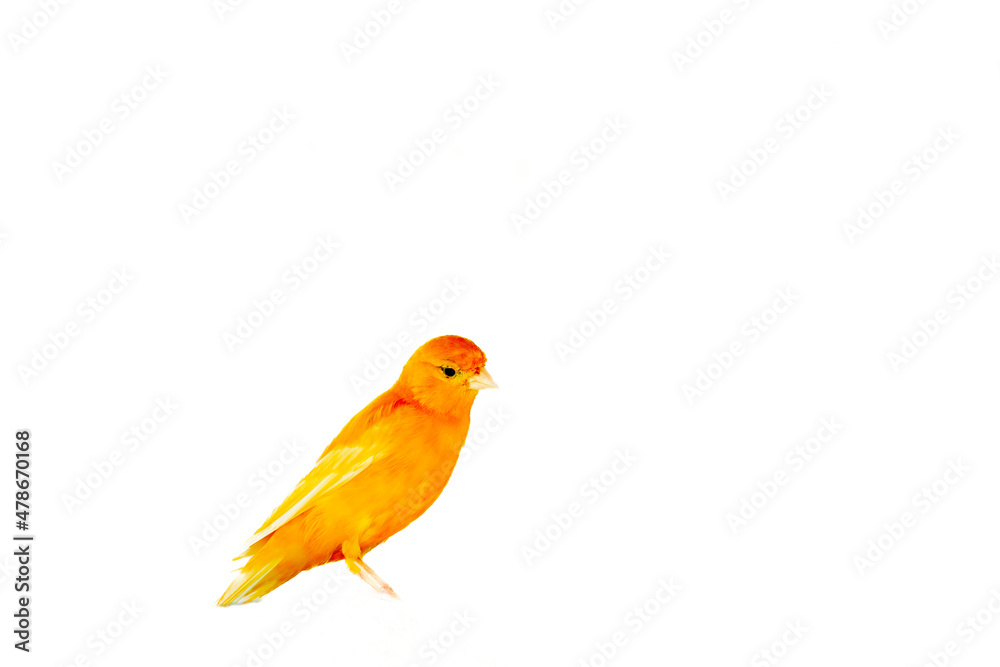 Orange factor caged canary. Orange factor caged canary.