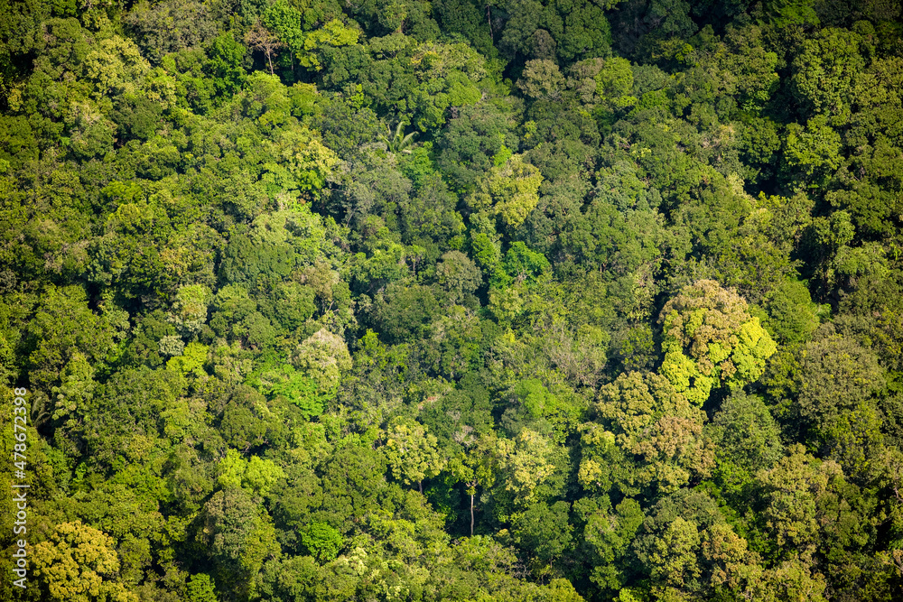 Jungle and Amazone of Guyana