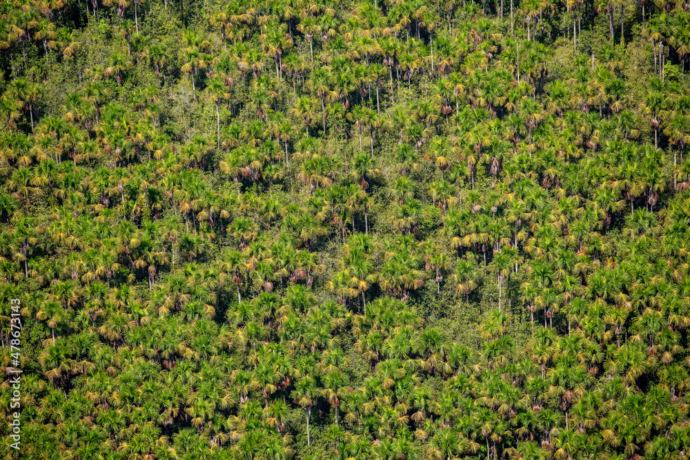 Swamps of the East Demerara Guyana