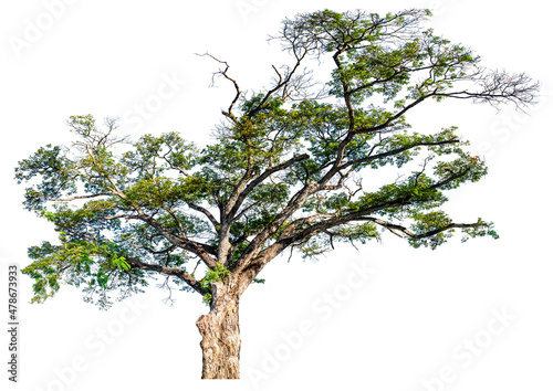 A large tree named Chamchuri on completely isolated white background  Scientific name  Samanea saman