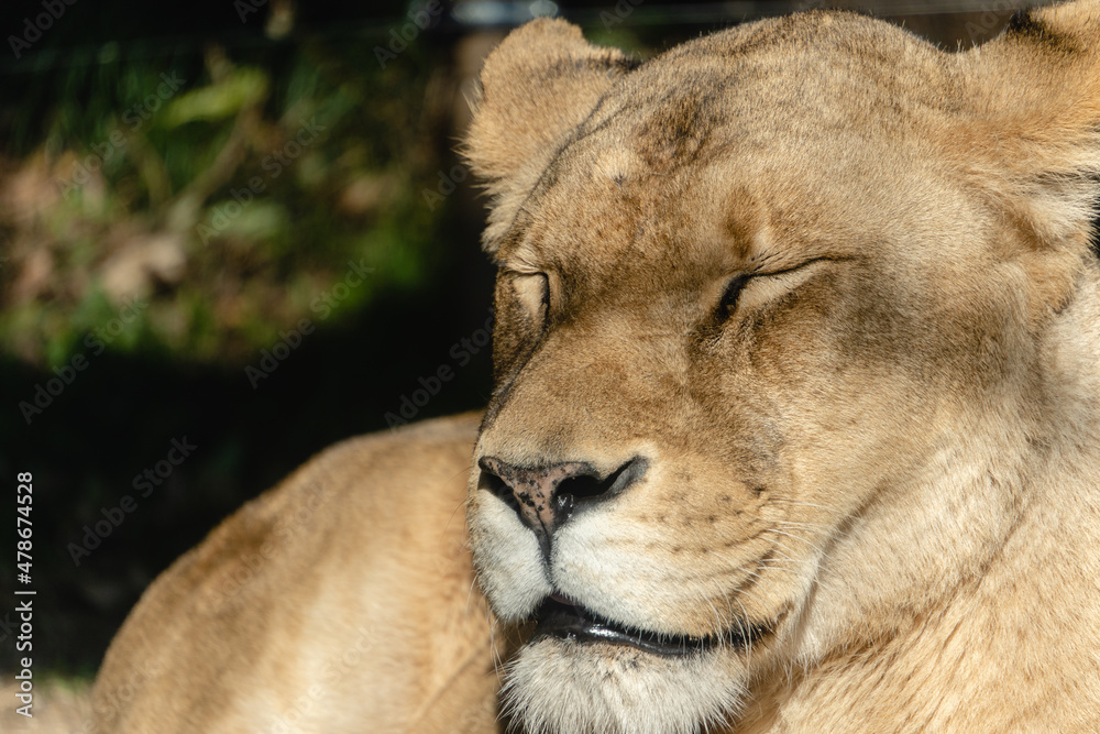 寝ているライオン