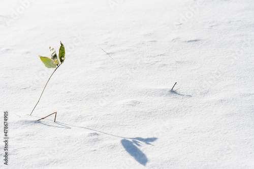 雪の中の植物