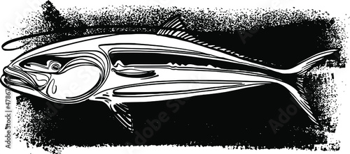 vector sketch of the kingfish photo