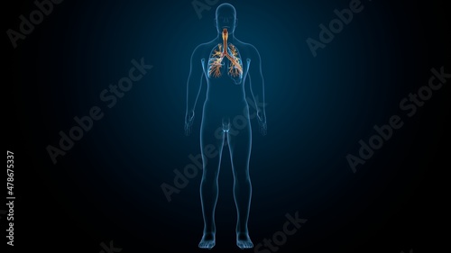 3D illustration of larynx trachea bronchi part of respiratory system. 
