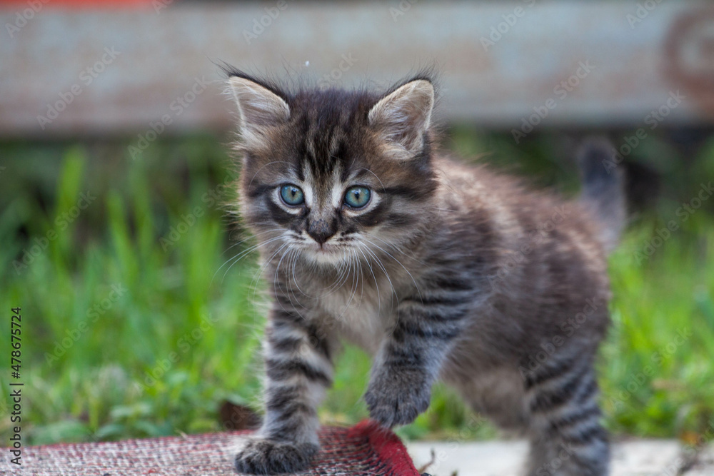 scared little kitten in the green grass. The little kitten ran away from home and got lost in the park. A Siberian striped kitten explores the unknown world on the street. scared little kitten in the green grass. The little kitten ran away from home and got lost in the park. A Siberian striped kitten explores the unknown world on the street.