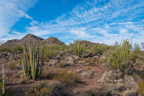 A couple Organ Pipe Cacti at the beginning of the North Puerto Blanco Drive at Organ Pipe Cactus National Monument in southern Arizona, USA. In 1976 the monument was declared a Biosphere Reserve  photo