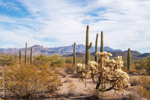 Chain fruit cholla, Saguaros and creosote bush dominate the landscape along the North Puerto Blanco Drive at Organ Pipe Cactus National Monument in southern Arizona, USA.
 photo