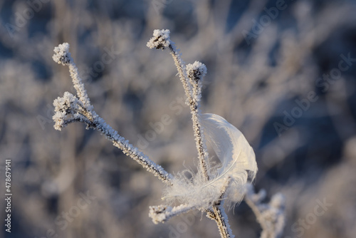 Close up of a white feather hanging between frosty branches in the cold winter