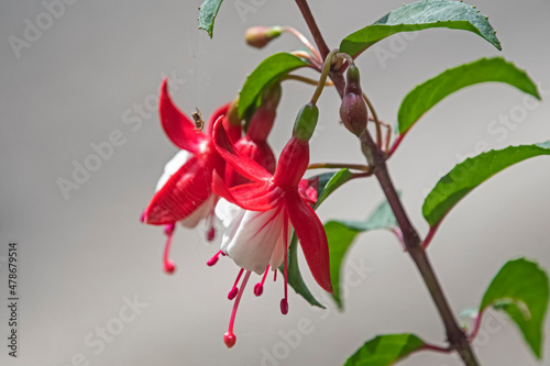 Read and White fuchsia flower