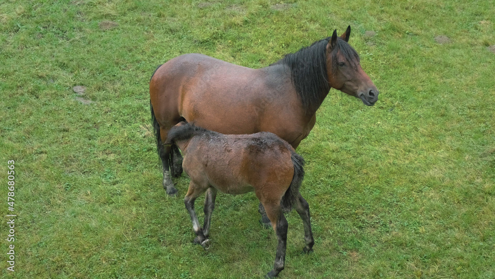 Fototapeta premium Horse foal and mother mare graze on pasture on background of green grass in rain. Wet brown colt drinks milk from equine at ranch. Slow motion. No people. Horse breeding farm in countryside. Top view