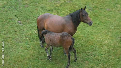 Horse foal and mother mare graze on pasture on background of green grass in rain. Wet brown colt drinks milk from equine at ranch. Slow motion. No people. Horse breeding farm in countryside. Top view