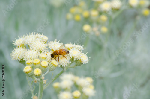 Photography A cute little bee on the white-cream puffy flower at a botanical garden