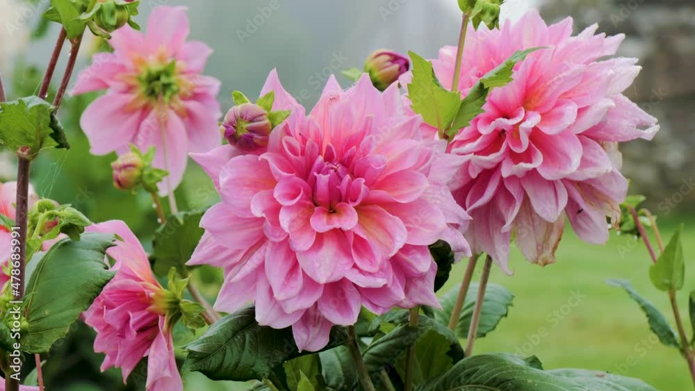 Macro shot of vibrant pink colored flowers in focus in green garden during foggy day Macro shot of vibrant pink colored flowers in focus in green garden during foggy day
