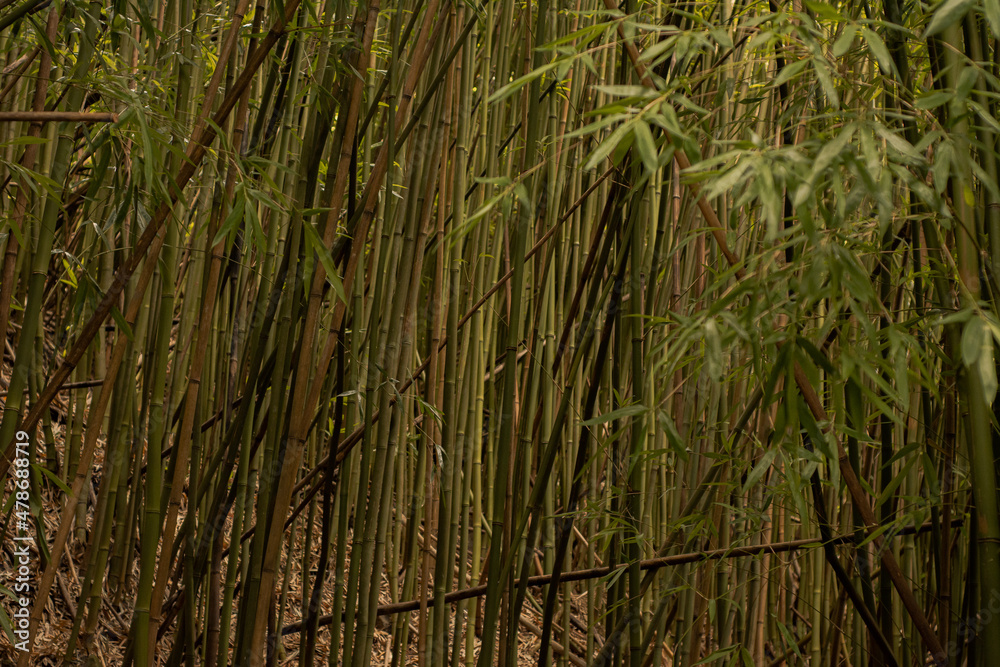 Panoramic scene from bamboo forest in road to hana, Maui, Hawai