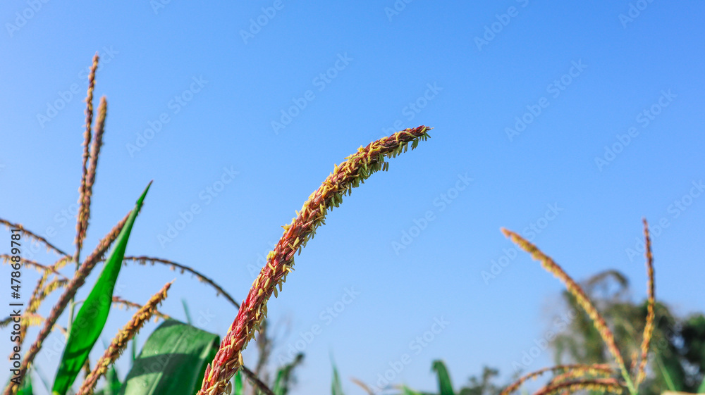 Naklejka premium Close up view of corn flowers, soft and selective focus