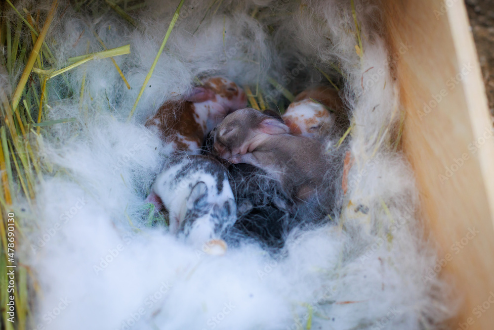 Obraz premium Newborn baby holland lop bunny in nest with mommy fur and dry grass. Group of baby rabbit are moving and sleeping around nest. New life of animal concept.