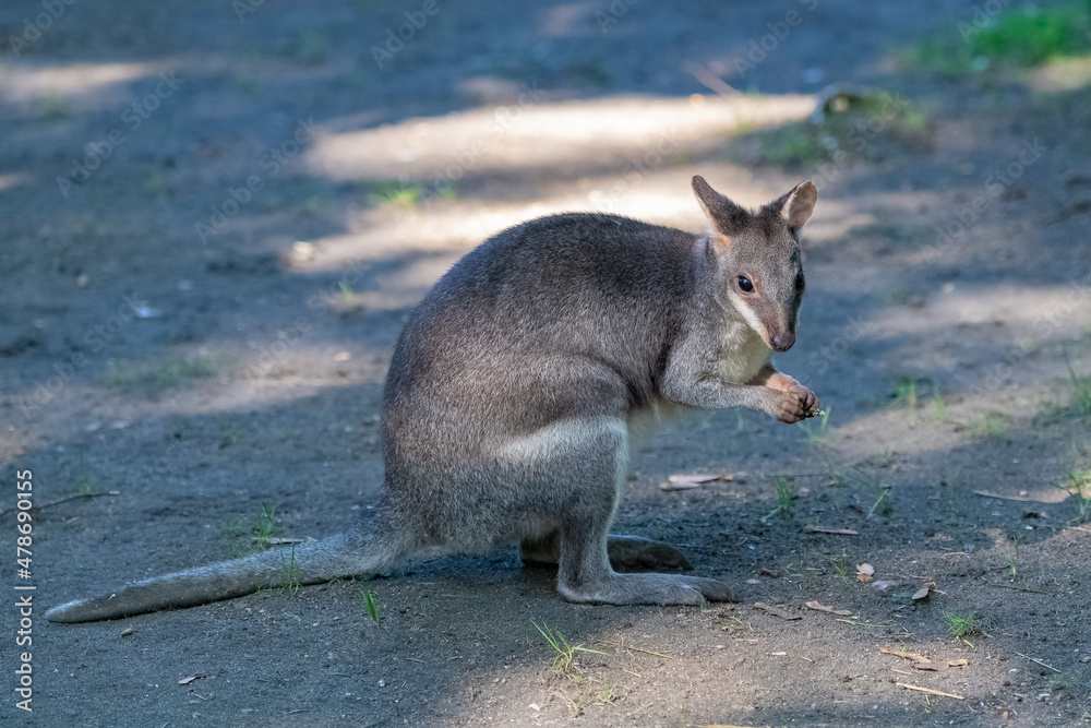 Fototapeta premium Dusky pademelon, Thylogale brunii, marsupial, portrait 