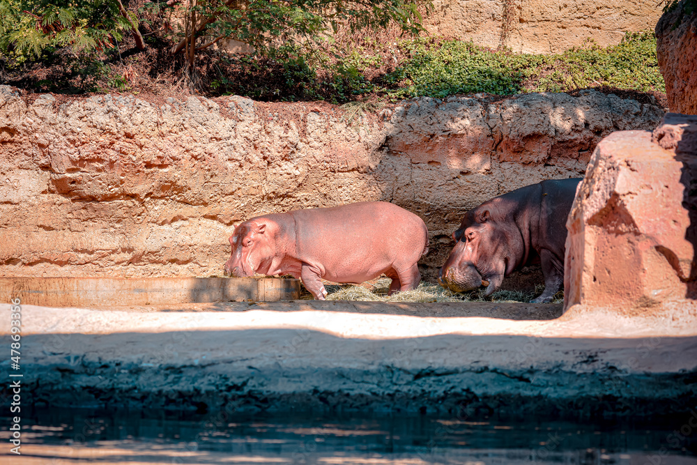 Hippopotamus in green lake water open muzzle. Hippo waiting food in zoo
