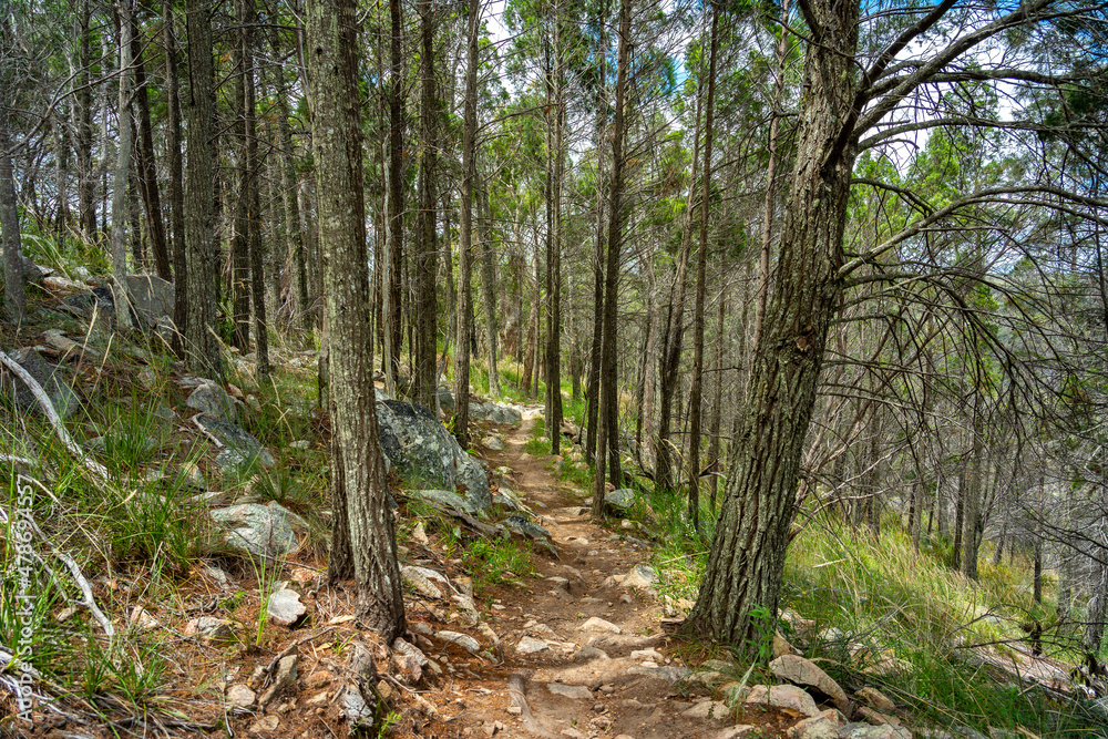 Forest hiking tracks in Mount Marlay, Stanthorpe, Queensland, Australia Forest hiking tracks in Mount Marlay, Stanthorpe, Queensland, Australia