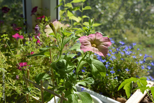 Petunia with delicate light pink flowers on the backdrop of blooming balcony greenery