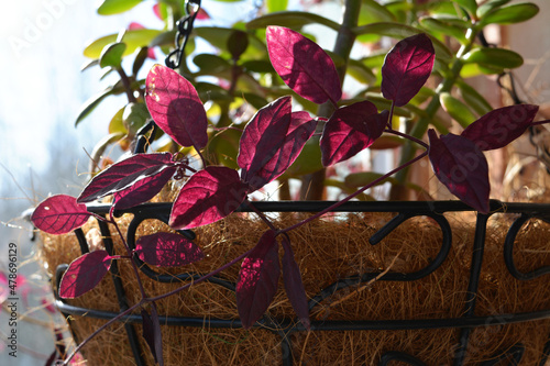Cobaea vine with purple leaves on hanging pot with crassula. Small garden on the balcony.