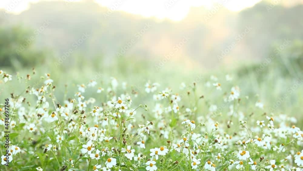 View of grass flowers in the field,  countryside Chiangmai province  Thailand