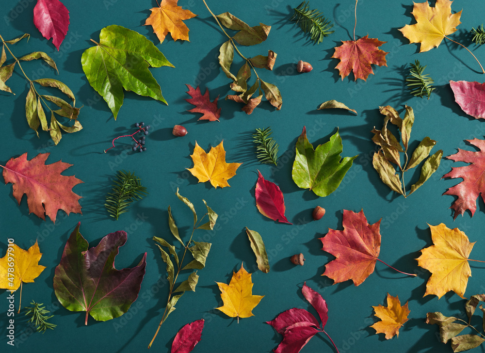 Top view of beautiful leaves different shapes and colors, berries on pastel emerald green background. Minimalist flay lay concept.