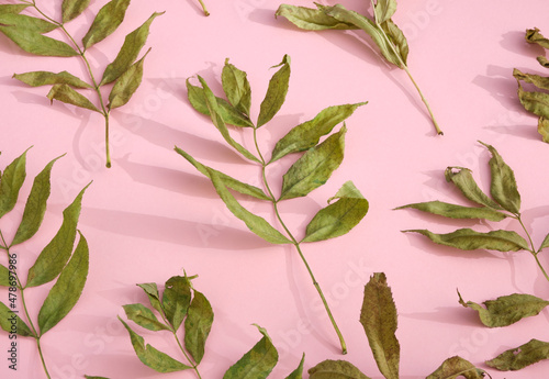 Green leaves lie on pink background. Idea autumn and natural beauty.