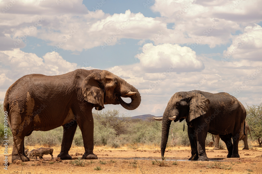 Fototapeta premium Two african elephants in the grasslands of Etosha National Park, Namibia.