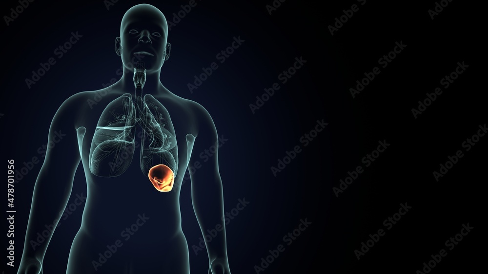3d render of human lungs structure and function anatomy 3d render of human lungs structure and function anatomy