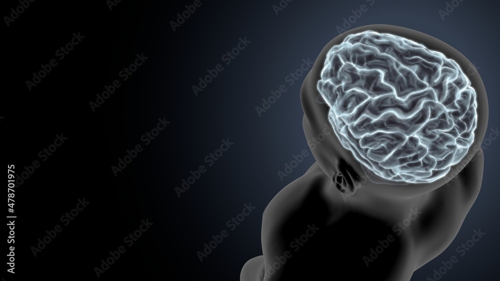 Fototapeta premium 3d illustration central organ of human nervous system brain anatomy.