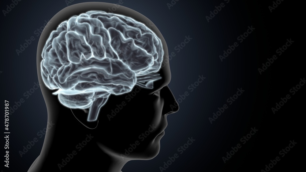 Fototapeta premium 3d illustration central organ of human nervous system brain anatomy.
