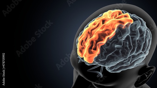 Foto 3d illustration of human brain Brain cingulate gyrus Anatomy