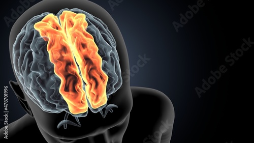 Photos 3d illustration of human brain Brain cingulate gyrus Anatomy