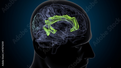 3d illustration of human brain superior frontal gurus Anatomy.
 photo