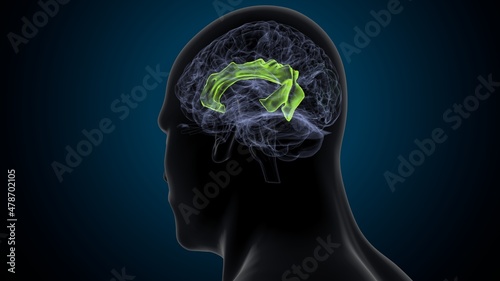 Fototapeta Naklejka Na Ścianę i Meble -  3d illustration of human brain superior frontal gurus Anatomy.

